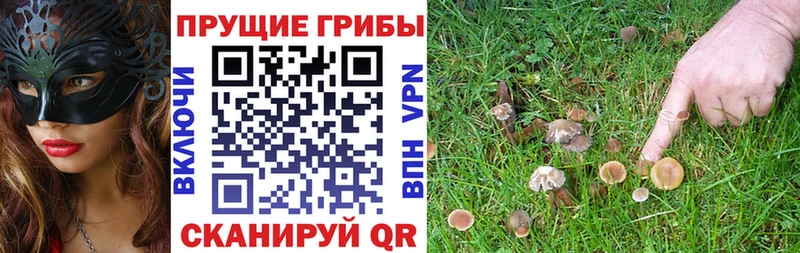 как найти закладки Балаково Галлюциногенные грибы MAGIC MUSHROOMS